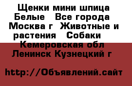 Щенки мини шпица Белые - Все города, Москва г. Животные и растения » Собаки   . Кемеровская обл.,Ленинск-Кузнецкий г.
